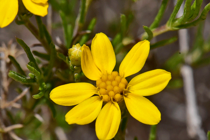 Pricklyleaf Dogweed has showy lemon-yellow flower, small but attractive. Note flowers are both ray and disk. Thymophylla acerosa